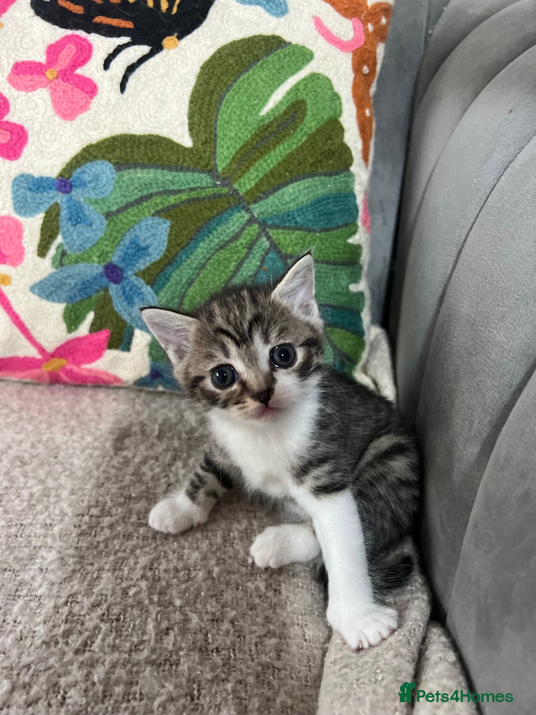 British Shorthair cats for sale: British shorthair mix kittens open to offers - Image 9