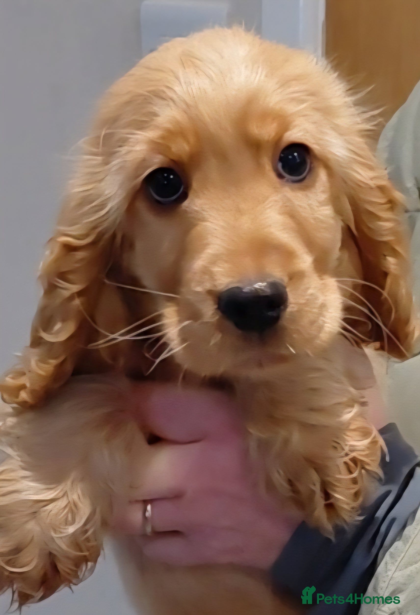 Cocker Spaniel dogs KC Golden Show Spaniels - Advert 10