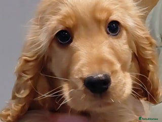 Cocker Spaniel dogs KC Golden Show Spaniels - Advert 16