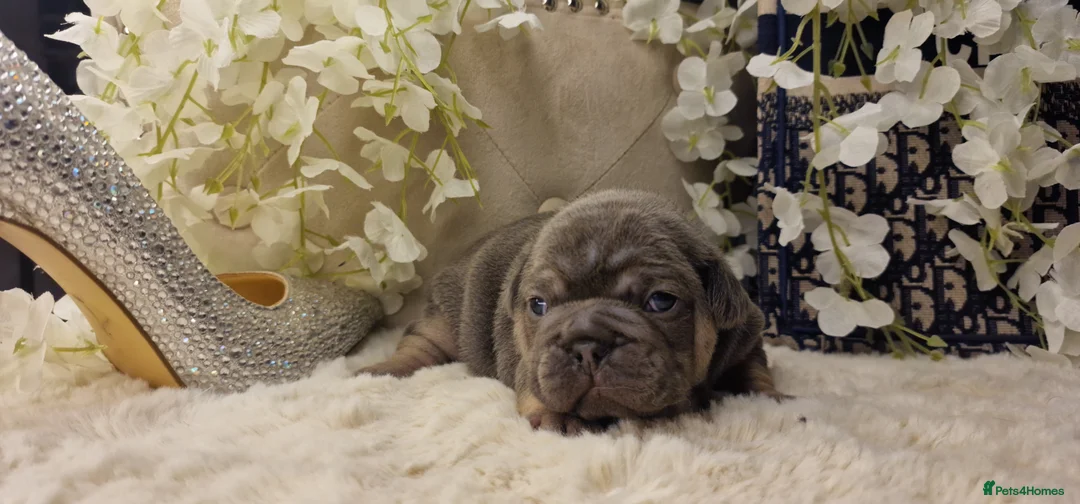 French Bulldog dogs for sale: 💥👀 NEW SHADE ISABELLA, MERLE TRI LILAC   - Advert 7