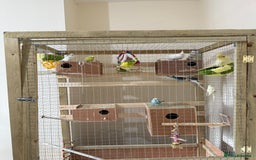 Budgerigars birds for sale: Birds - Image 4