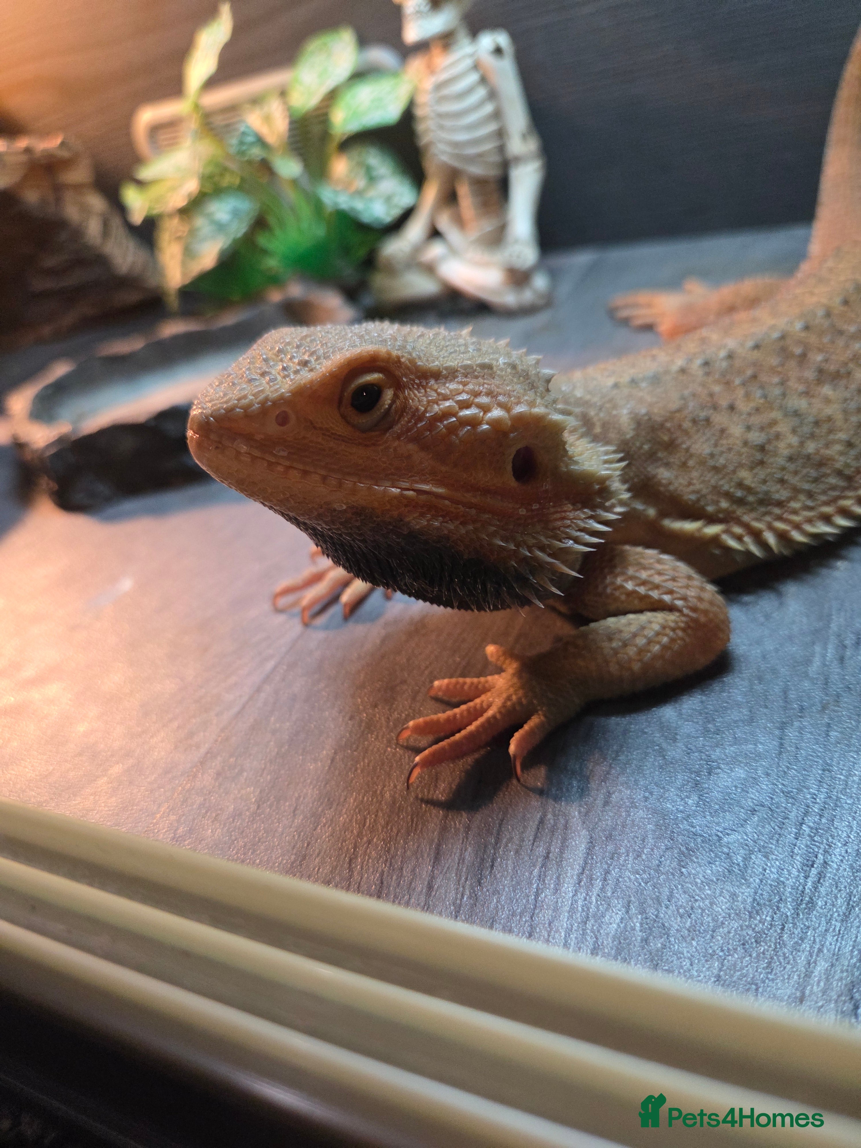 Bearded Dragon reptiles Stunning 18 month old bearded dragon - Advert 1