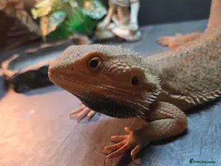 Bearded Dragon reptiles Stunning 18 month old bearded dragon - Advert 1