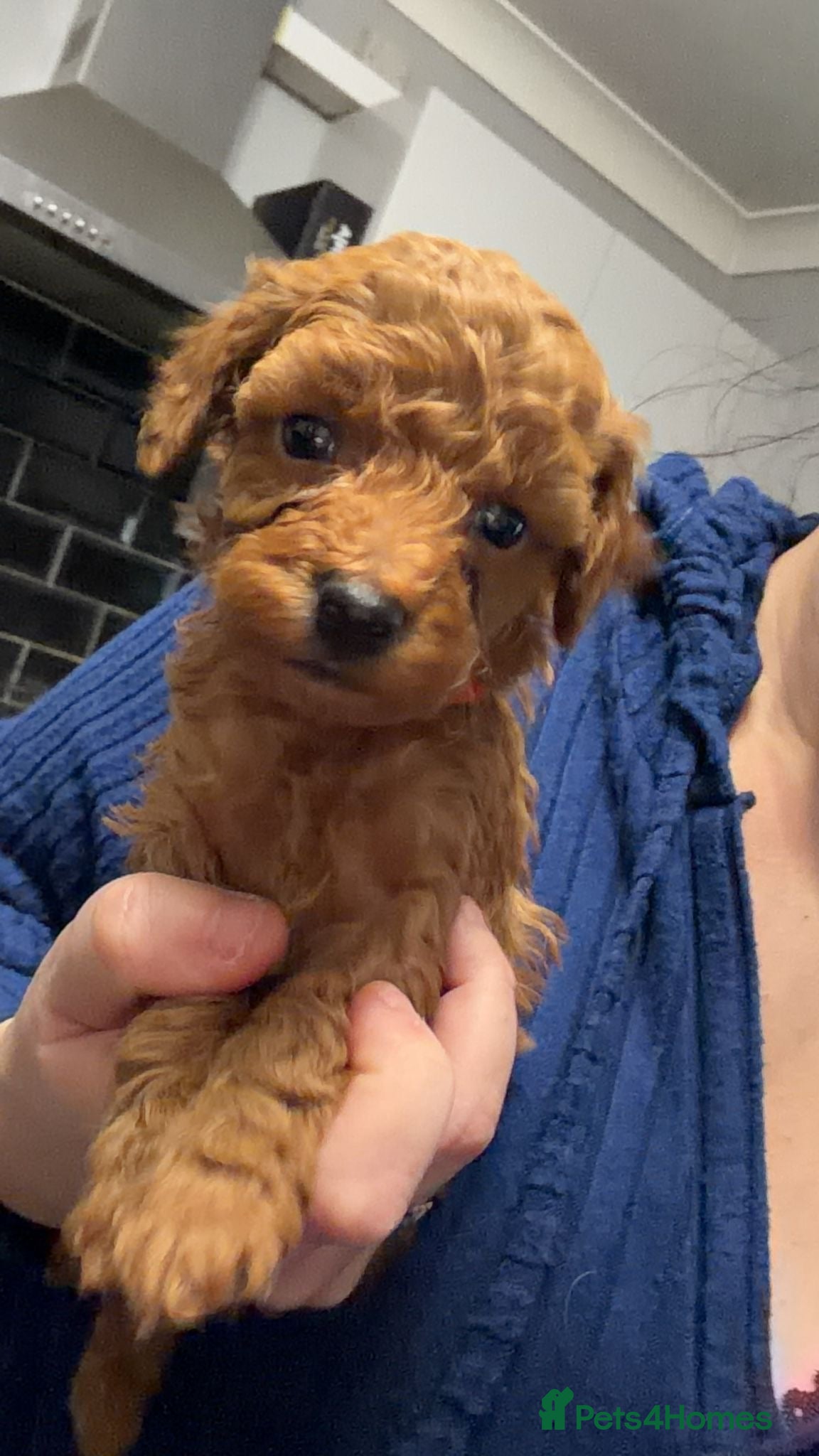 Toy Poodle dogs Tiny red toy poodles, kc dna health clear parents  - Advert 1