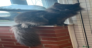 Maine Coon cats - Advert 6