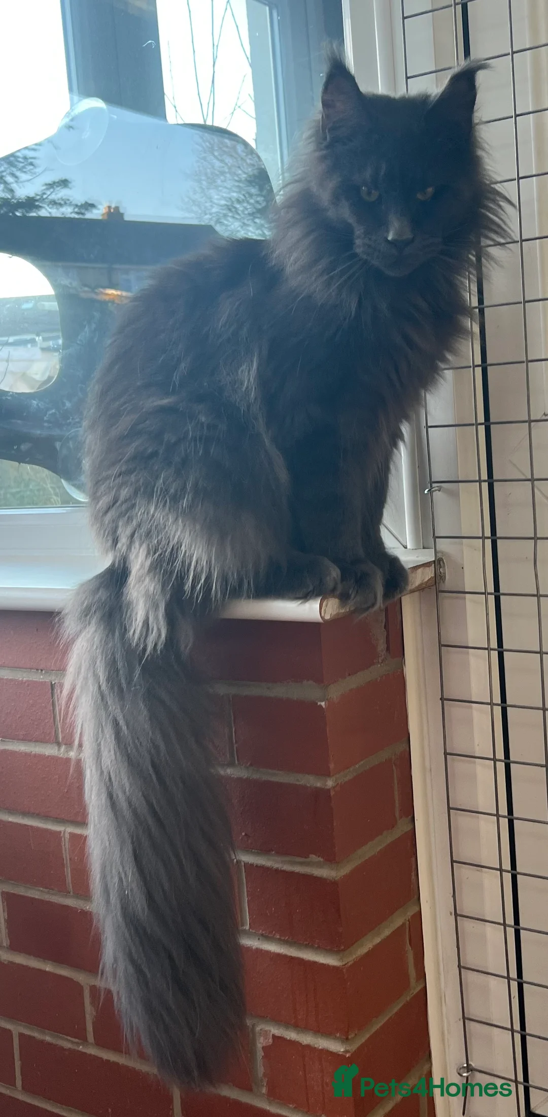 Maine Coon cats for stud: Stud service  - Advert 3