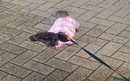 Chipoo dogs for sale: Princess Nelly  - Advert 9