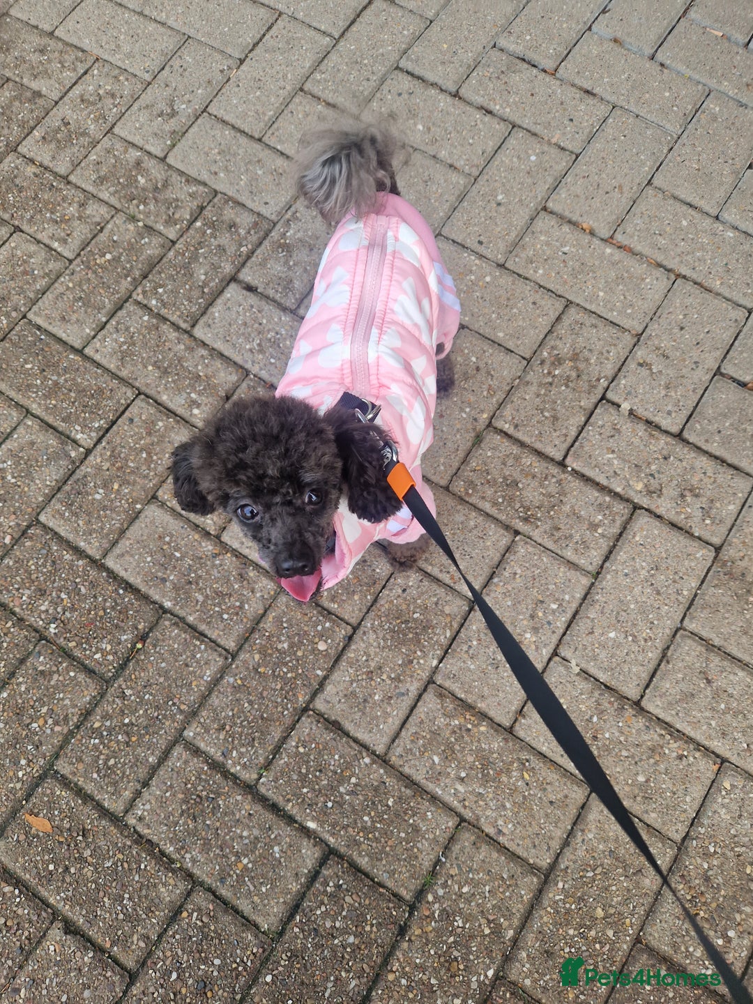 Chipoo dogs for sale: Princess Nelly  - Advert 9