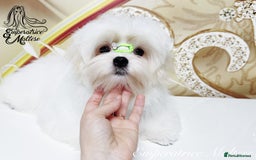 Maltese dogs for sale: Emperatrice Maltese-Korean Line Show Maltese KC Re - Advert 24