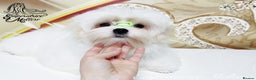 Maltese dogs for sale: Emperatrice Maltese-Korean Line Show Maltese KC Re - Advert 12