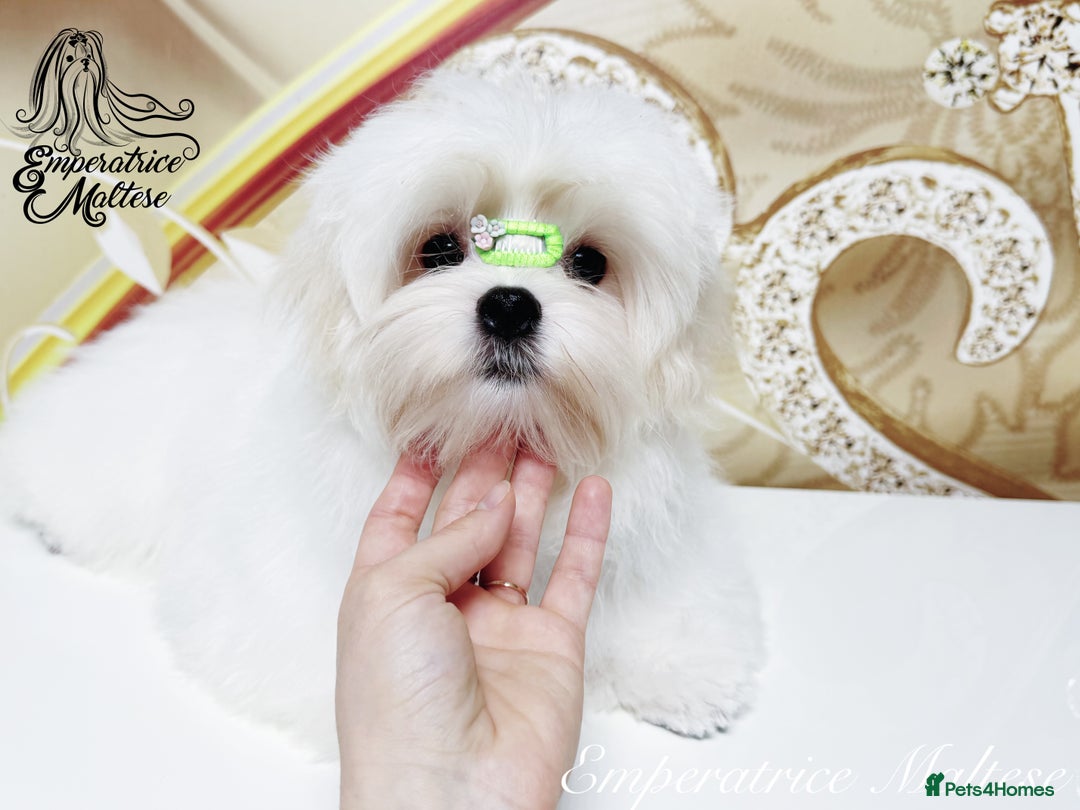 Maltese dogs for sale: Emperatrice Maltese-Korean Line Show Maltese KC Re - Advert 24