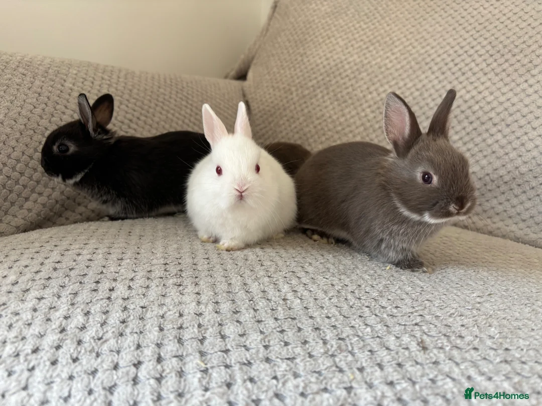 Netherland Dwarf rabbits for sale: Netherland Dwarf Rabbits For Sale in Lampeter - Advert 1
