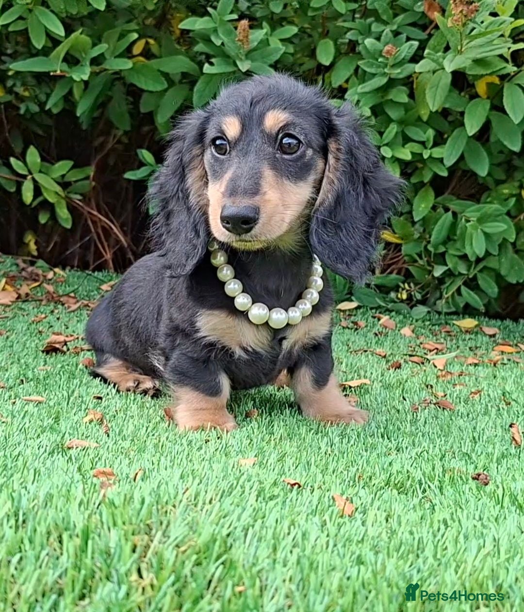 Miniature Dachshund dogs Long coat Miniature Dachshund Puppies  - Advert 4