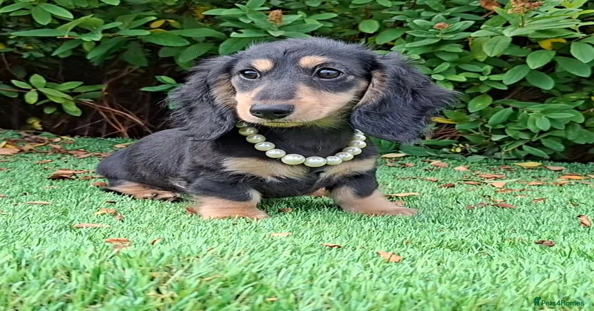 miniature-dachshund-puppies-for-sale-in-scotland-pets4homes