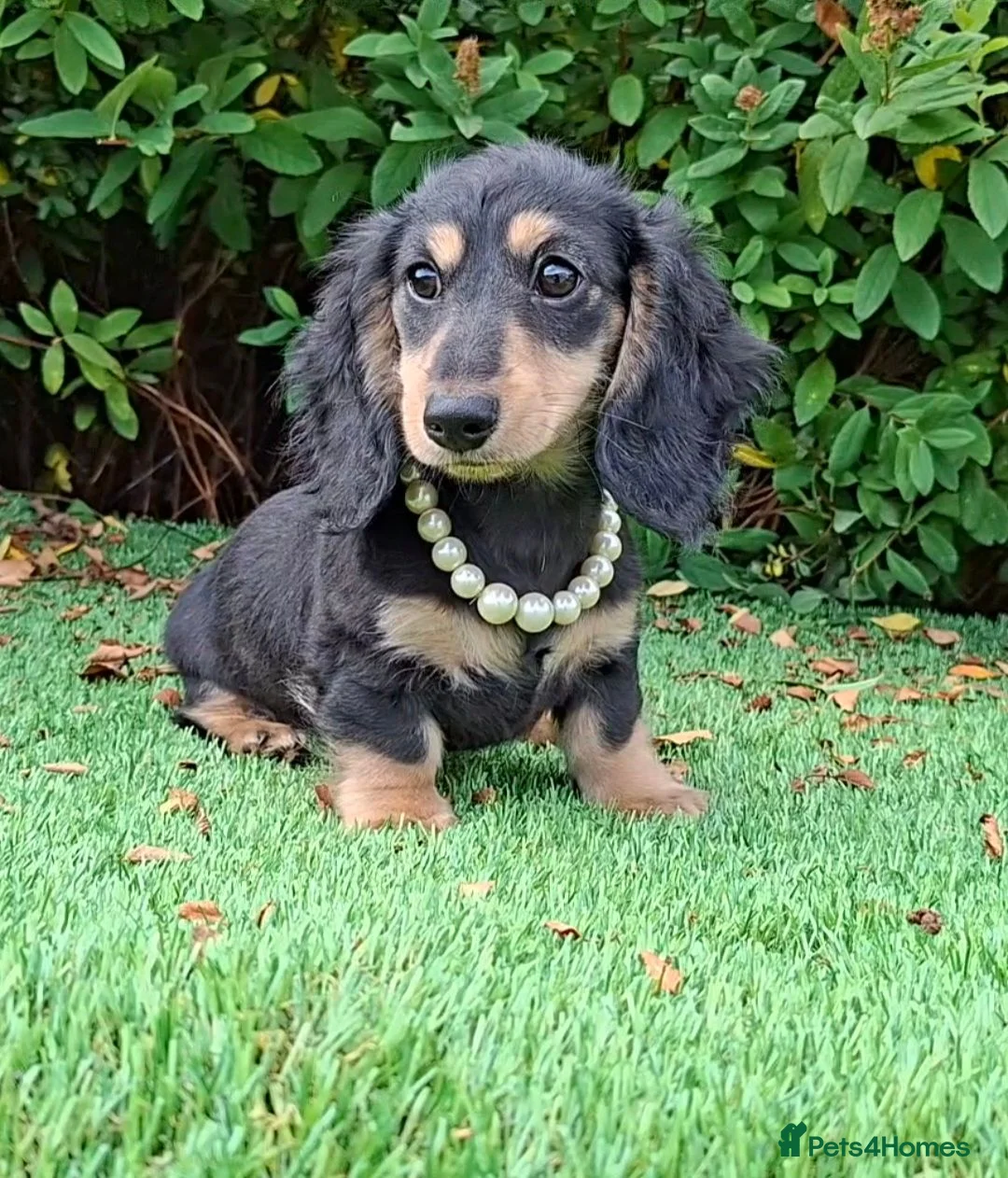 Miniature Dachshund dogs for sale: Long coat Miniature Dachshund Puppies  - Advert 1