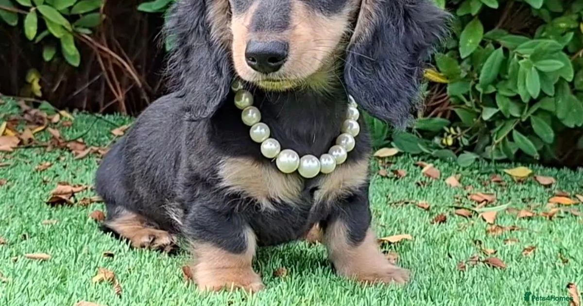Miniature Dachshund Puppies For Sale In Scotland Pets4Homes miniature-dachshund-puppies-for-sale-in-scotland-pets4homes