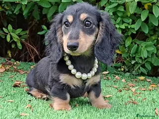 Miniature Dachshund dogs Long coat Miniature Dachshund Puppies - Advert 5