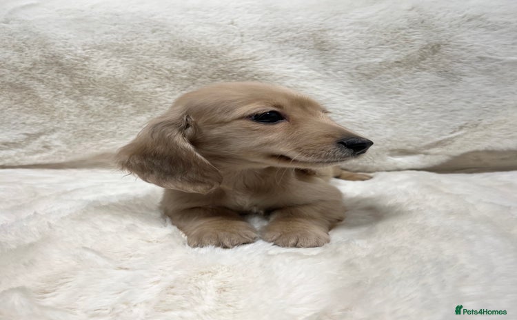 Miniature Dachshund dogs - Advert 12