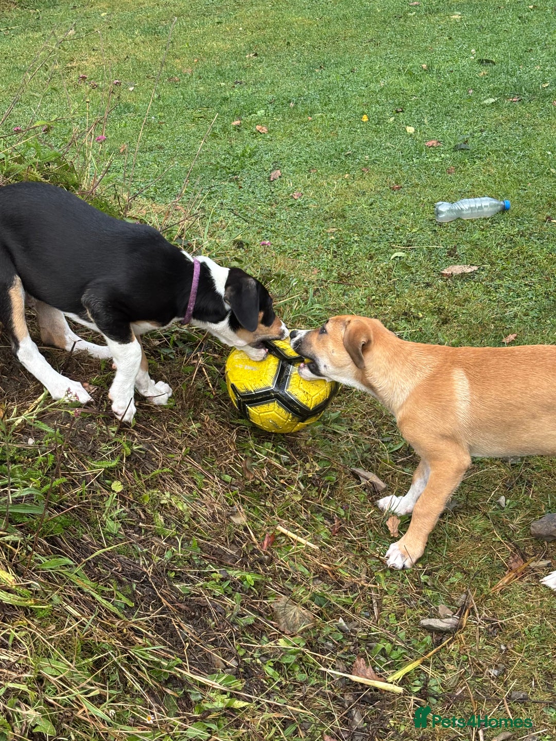 Mixed Breed dogs for sale: Lurcher, Collie X - Image 7