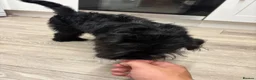 Pugapoo dogs for sale: Teddie the pugapoo in Spalding - Advert 11