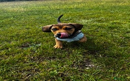 Mixed Breed dogs for sale: Dachshund  - Image 11