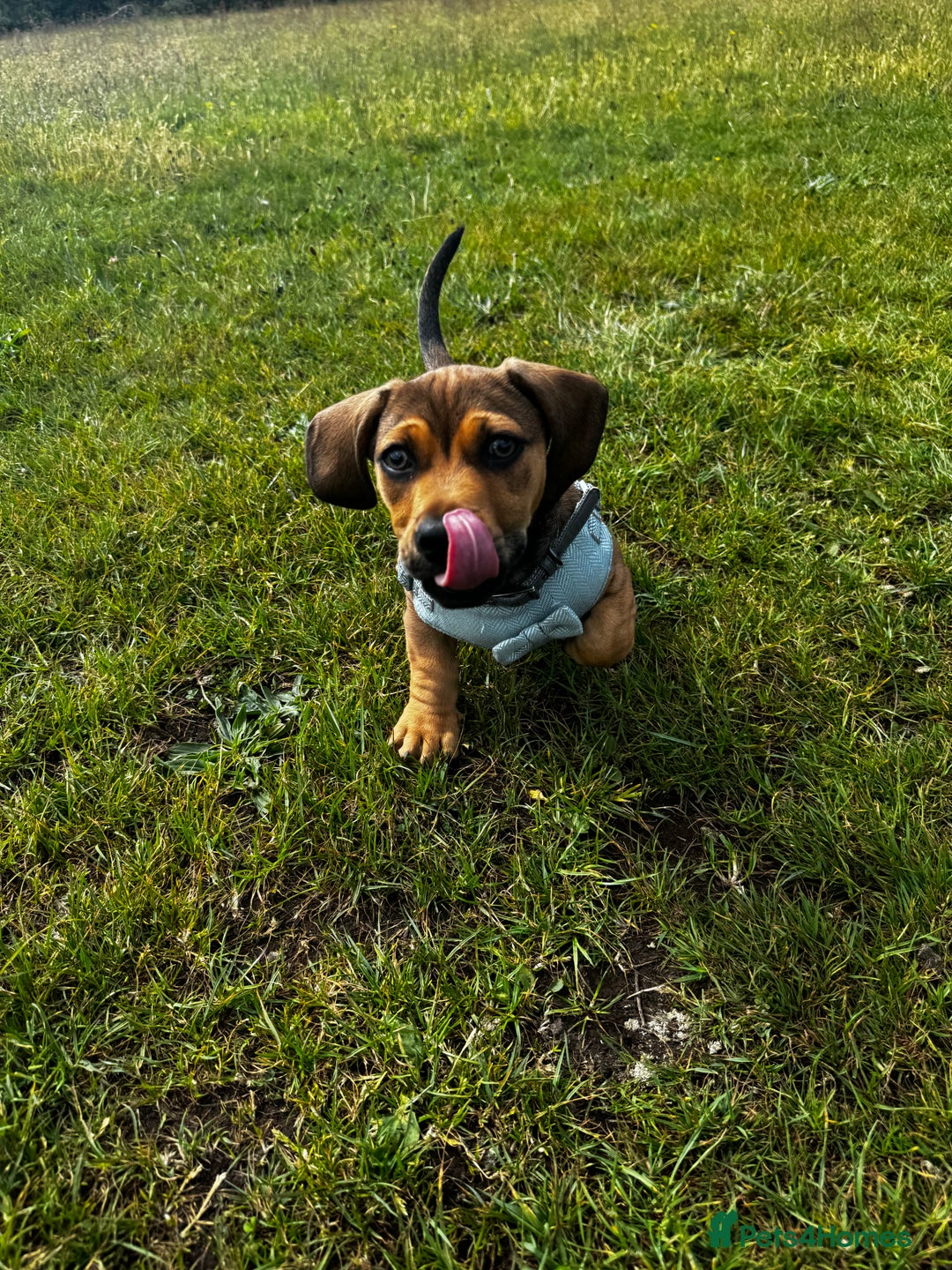Mixed Breed dogs for sale: Dachshund  - Image 11