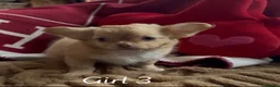 Chihuahua dogs for sale: Chihuahua puppies 🐶  - Advert 14