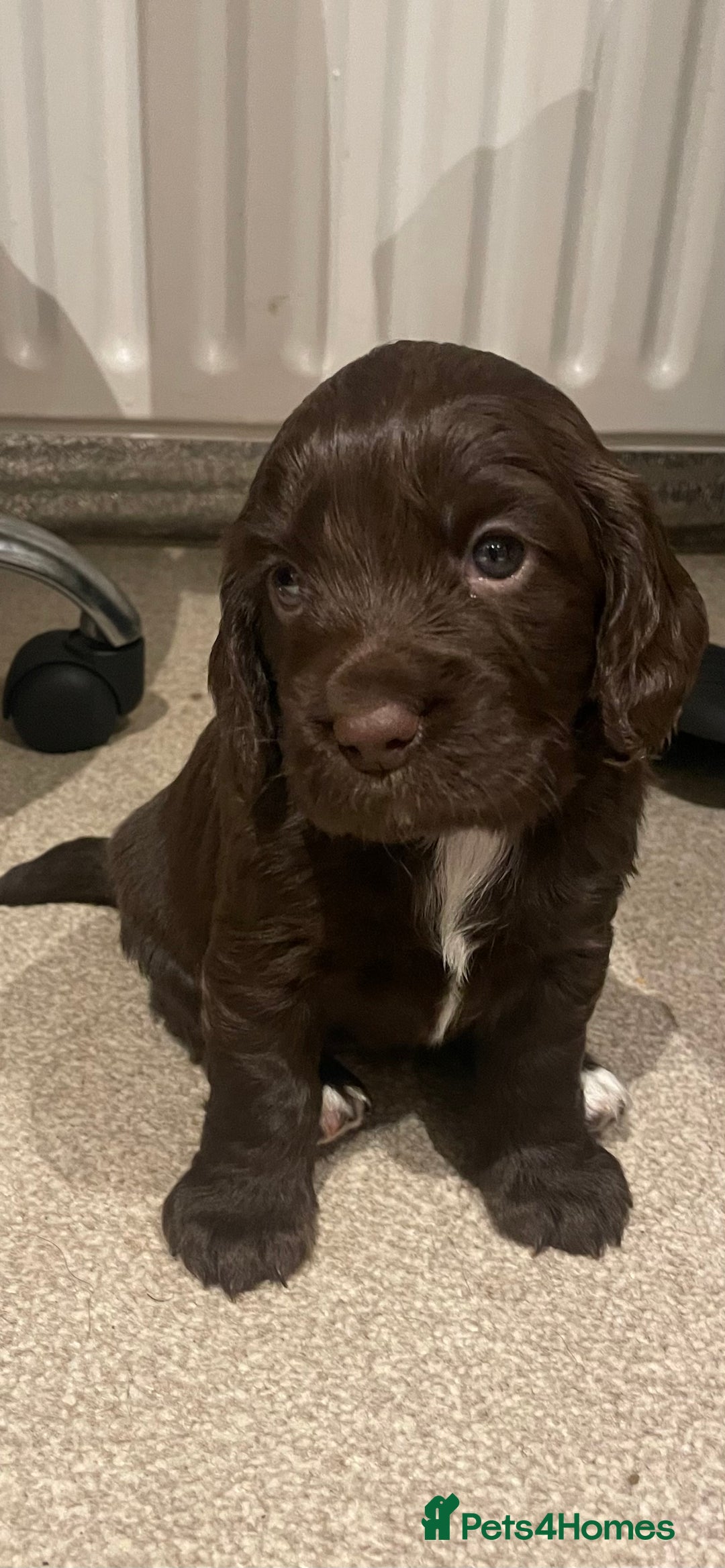 Cocker Spaniel dogs for sale: One girl left - Advert 3