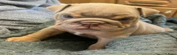 English Bulldog dogs for sale: Rare opportunity- grandpups of Burleybullz Nemesis - Advert 9