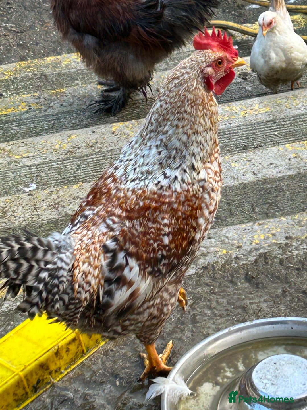 Mixed Breed poultry for sale: Mixed poultry!  - Advert 5