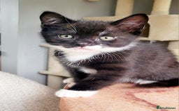 Domestic Shorthair cats for sale: 2 beautiful boys - Image 11