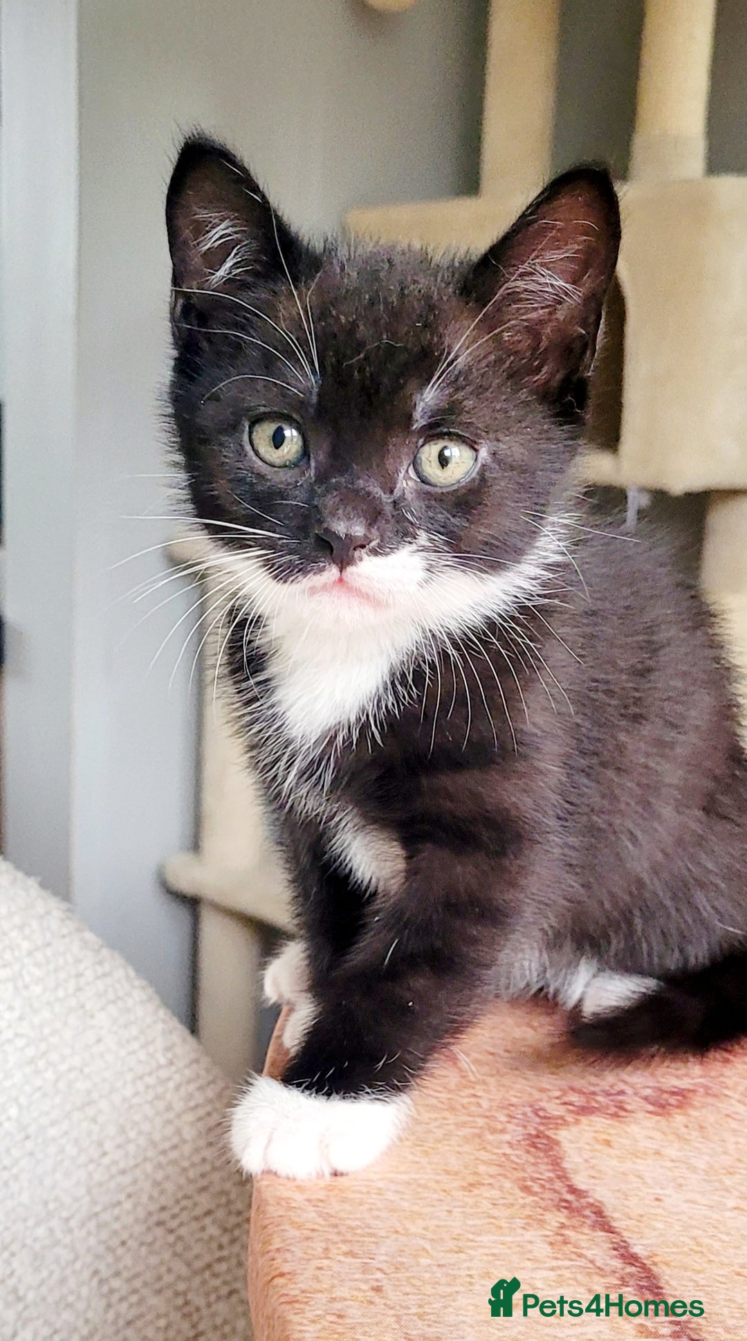 Domestic Shorthair cats for sale: 2 beautiful boys - Image 11