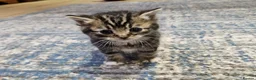 Mixed Breed cats for sale: Baby cats - Advert 4