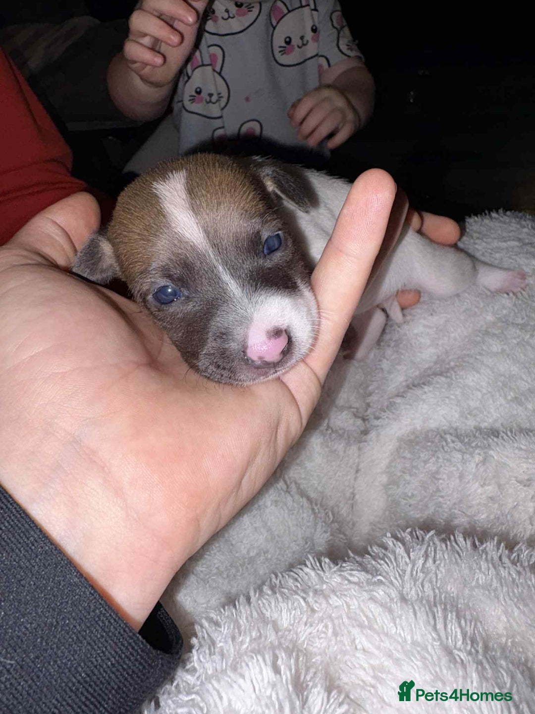 Jack Russell dogs for sale: 4 left!!! Blue/red tri JR puppies  - Advert 14