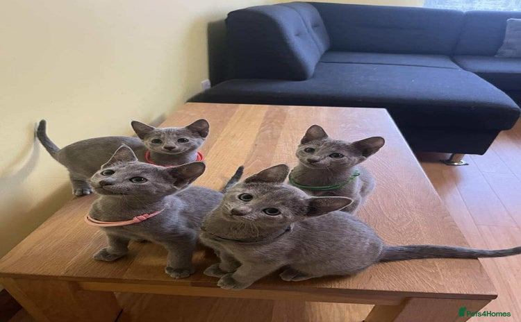 Russian Blue cats - Advert 3