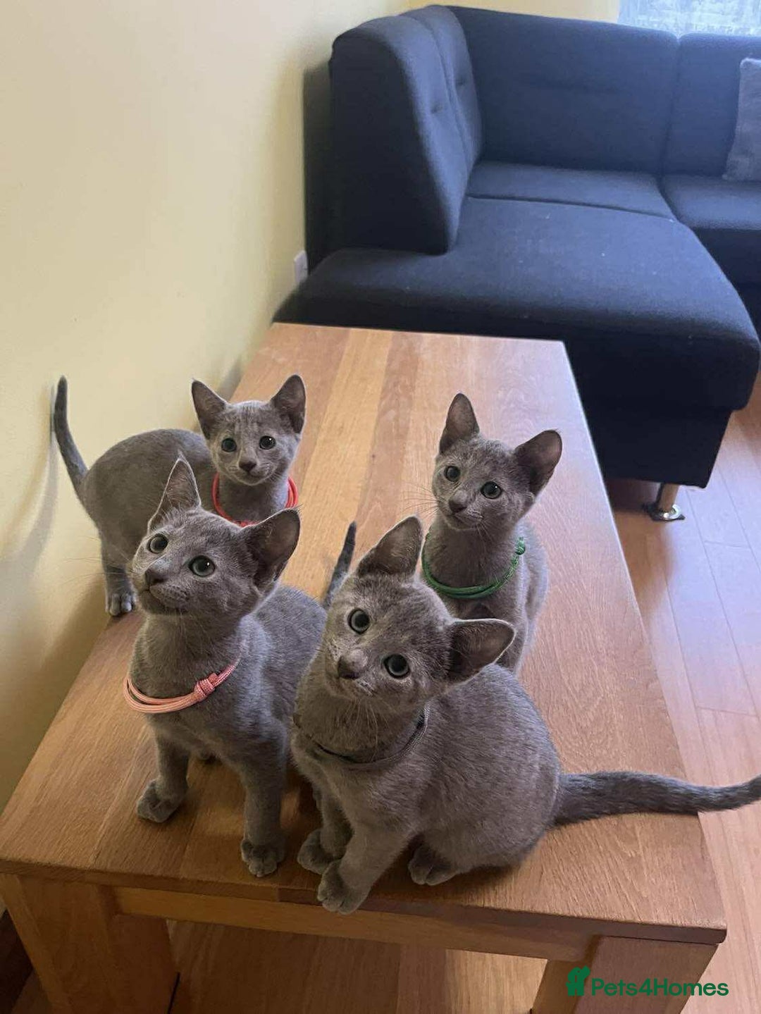 Russian Blue cats for sale: TICA REGISTERED Pure Breed Russian Blue Kittens - Image 1