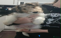 Fox Terrier dogs for sale: Wirefox terrier puppies KC registered READY NOW - Image 3