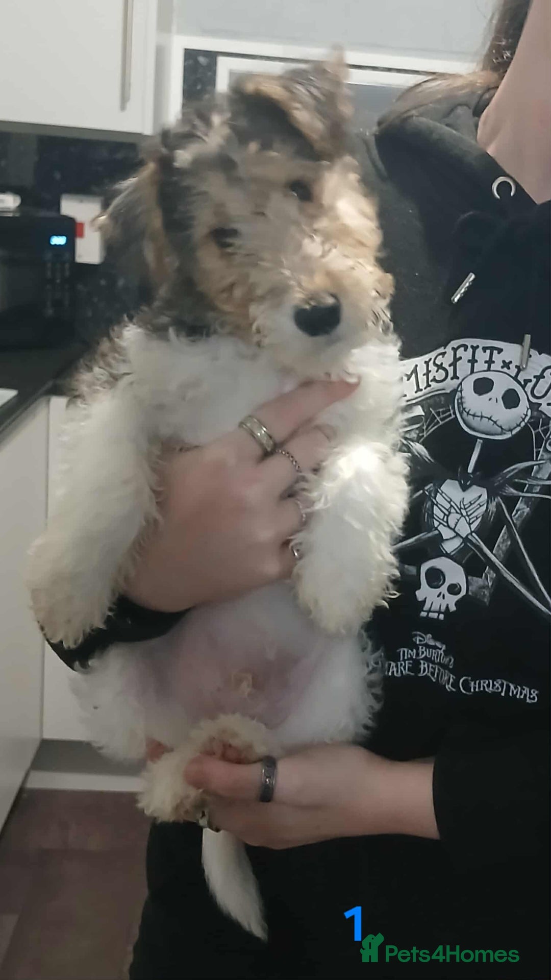 Fox Terrier dogs for sale: Wirefox terrier puppies KC registered READY NOW - Image 3