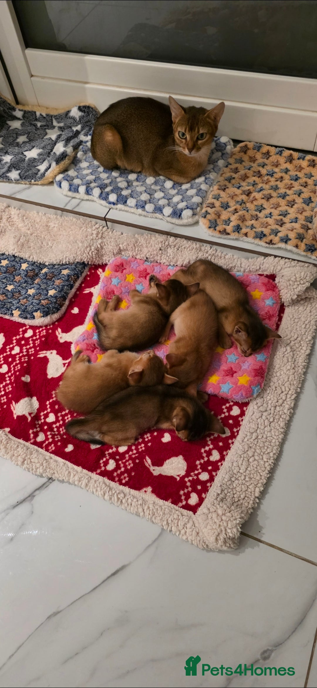 Abyssinian cats for sale: Adorable Abyssinian Kittens - Image 7