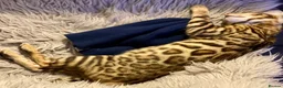 Bengal cats for sale: Beautiful Purebred Bengal Kittens – Ready Now! - Advert 11