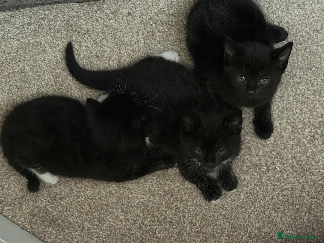 Mixed Breed cats for sale: Beautiful Mix Breed Kittens - Advert 8