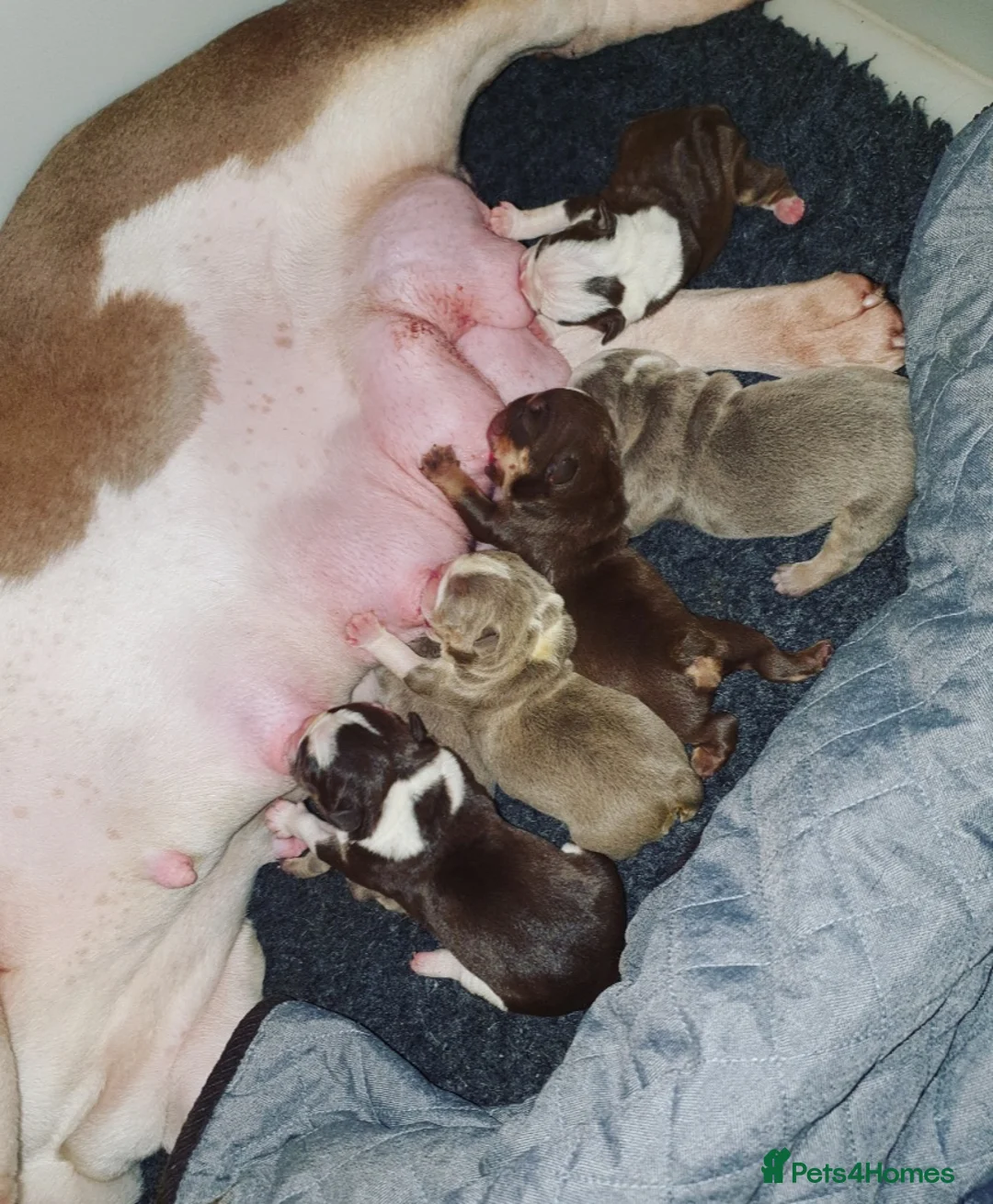 English Bulldog dogs for stud: *ROGUEROYALES Stud Valentino* Health Tested Clear in Wolverhampton - Advert 11