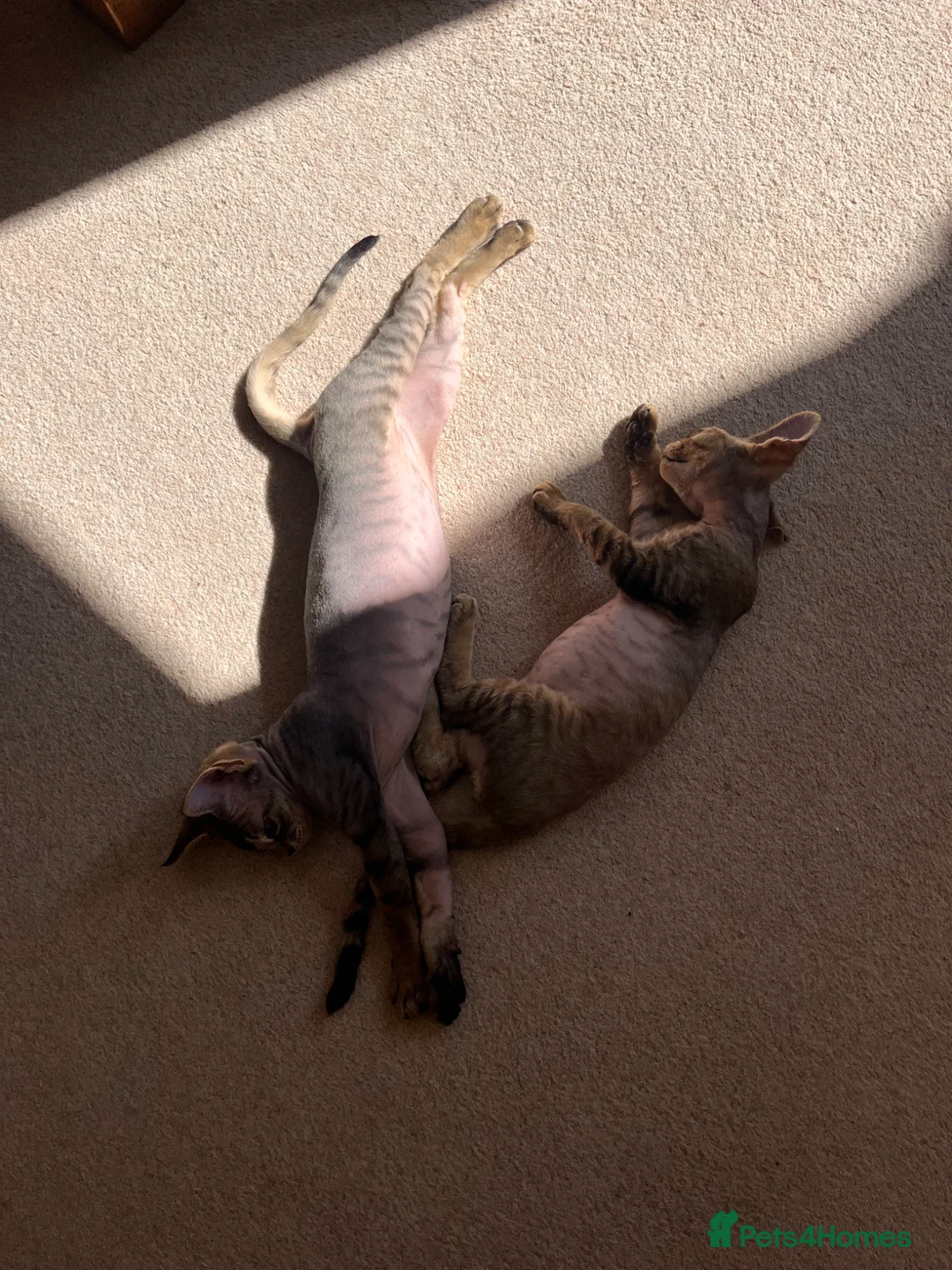 Devon Rex cats for sale: Two Devon Rex boys - Advert 2