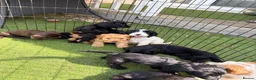 Cockapoo dogs for sale: 12 stunning cockapoo puppies ready now - Advert 6