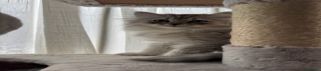 Persian Kitten 1