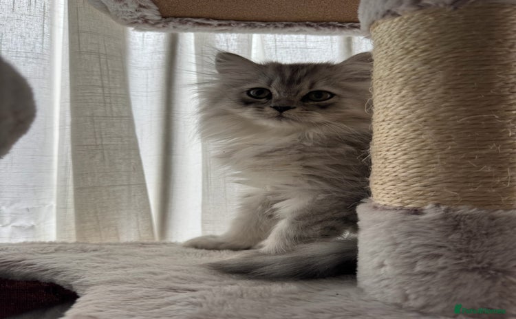 Persian cats - Advert 9