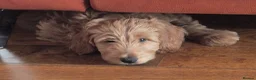 Mixed Breed dogs for sale: Australian doubledoodles  in Nottingham - Advert 3