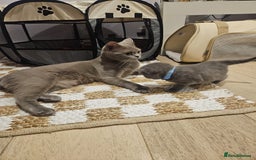 British Shorthair cats for sale: Quality British Shorthair Blue Kittens - Image 9