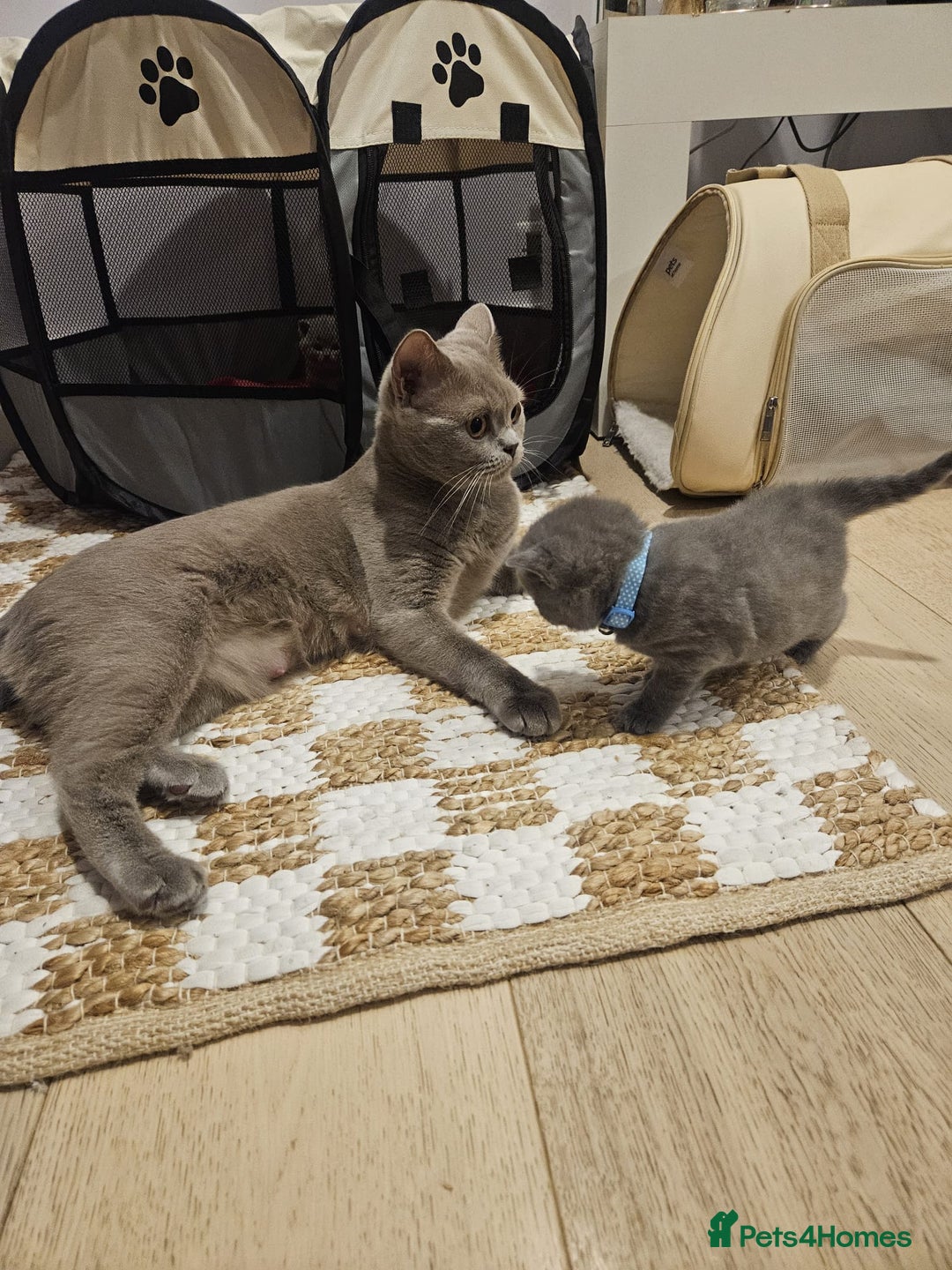 British Shorthair cats for sale: Quality British Shorthair Blue Kittens - Image 9