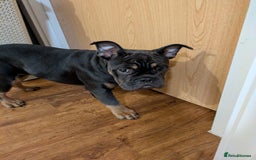 Mixed Breed dogs for sale: Baby blue  - Image 1